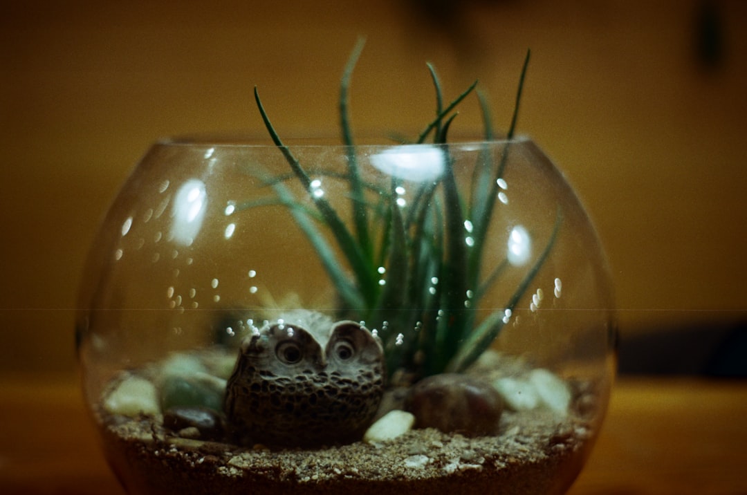 a-glass-bowl-with-a-plant-inside-of-it-ofw3x9srcds