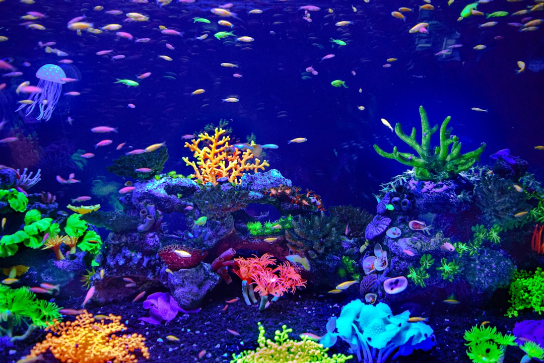 Design aquarium récifal sur mesure