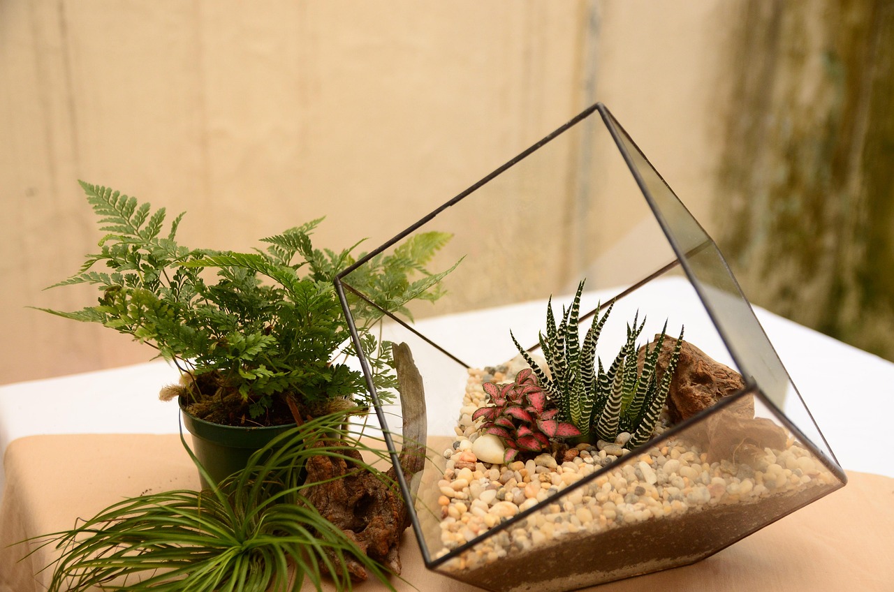 terrarium, tree, nature, geometric